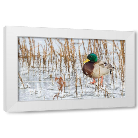 Mallard Duck-frozen pond White Modern Wood Framed Art Print by Archer, Ken