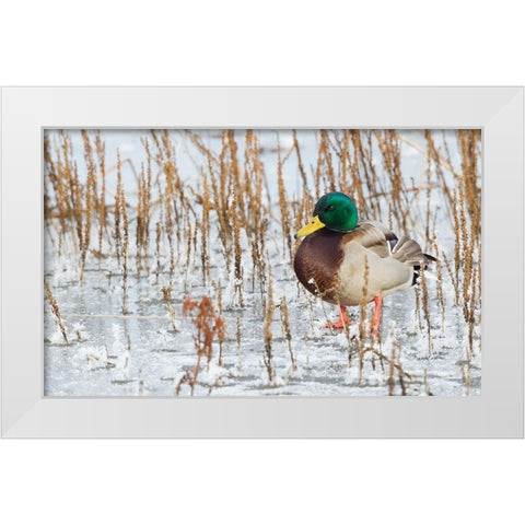 Mallard Duck-frozen pond White Modern Wood Framed Art Print by Archer, Ken