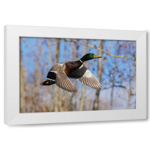 Mallard in Flight-wooded habitat White Modern Wood Framed Art Print by Archer, Ken