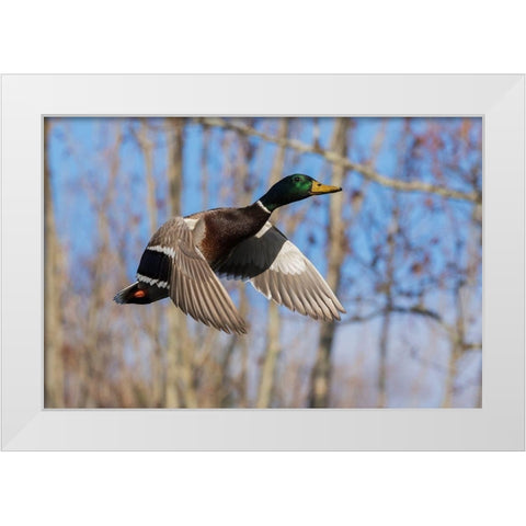 Mallard in Flight-wooded habitat White Modern Wood Framed Art Print by Archer, Ken
