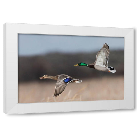 Mallard Duck Pair in Flight White Modern Wood Framed Art Print by Archer, Ken