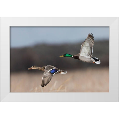 Mallard Duck Pair in Flight White Modern Wood Framed Art Print by Archer, Ken