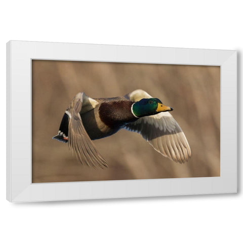 Mallard Drake in Flight White Modern Wood Framed Art Print by Archer, Ken