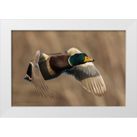 Mallard Drake in Flight White Modern Wood Framed Art Print by Archer, Ken