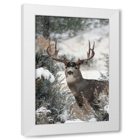 Mule Deer Buck White Modern Wood Framed Art Print by Archer, Ken