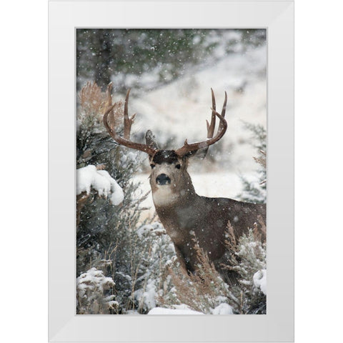 Mule Deer Buck White Modern Wood Framed Art Print by Archer, Ken
