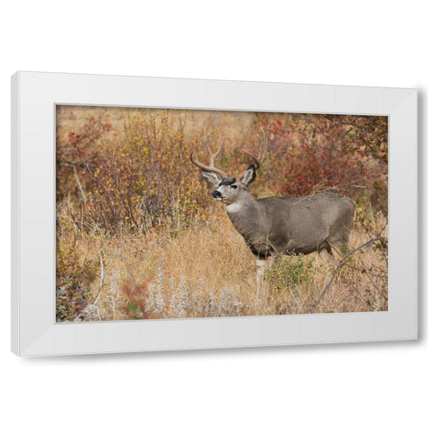 Mule Deer Buck White Modern Wood Framed Art Print by Archer, Ken