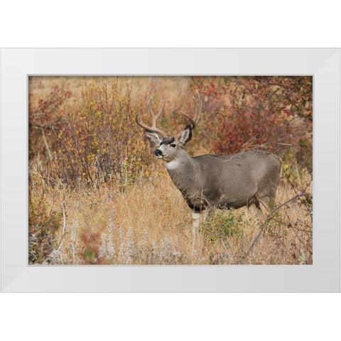 Mule Deer Buck White Modern Wood Framed Art Print by Archer, Ken