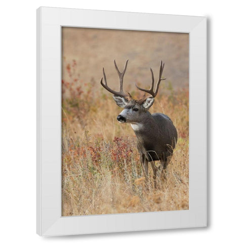 Mule Deer Buck White Modern Wood Framed Art Print by Archer, Ken