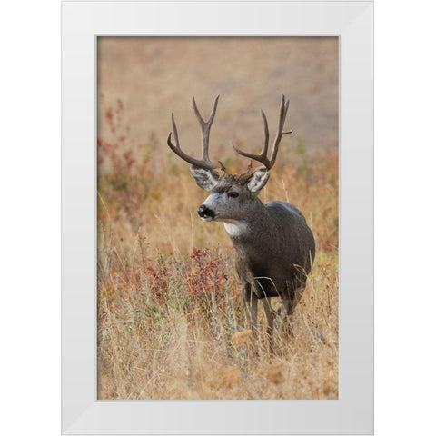 Mule Deer Buck White Modern Wood Framed Art Print by Archer, Ken