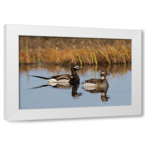 Long-tailed Duck Pair (Oldsquaw) White Modern Wood Framed Art Print by Archer, Ken