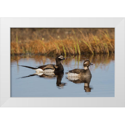 Long-tailed Duck Pair (Oldsquaw) White Modern Wood Framed Art Print by Archer, Ken