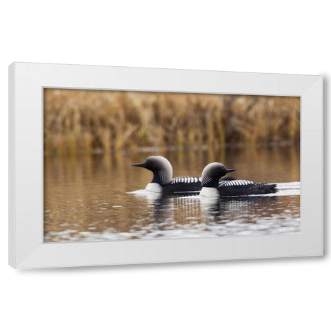 Pacific Loon Pair White Modern Wood Framed Art Print by Archer, Ken