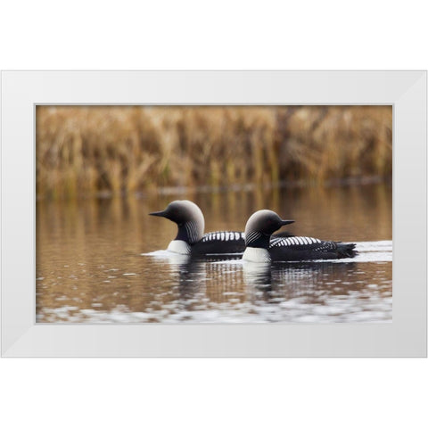 Pacific Loon Pair White Modern Wood Framed Art Print by Archer, Ken