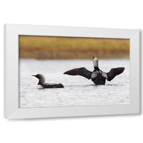 Pacific Loon Pair White Modern Wood Framed Art Print by Archer, Ken
