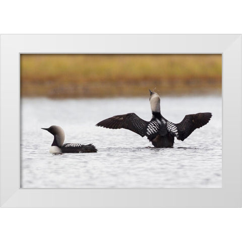 Pacific Loon Pair White Modern Wood Framed Art Print by Archer, Ken