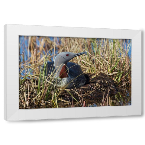 Red-throated Loon Sitting on Nest White Modern Wood Framed Art Print by Archer, Ken