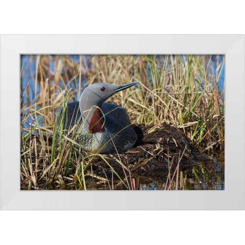 Red-throated Loon Sitting on Nest White Modern Wood Framed Art Print by Archer, Ken