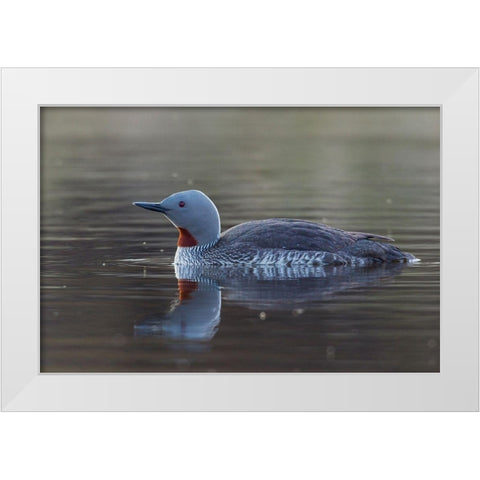 Red-throated Loon White Modern Wood Framed Art Print by Archer, Ken