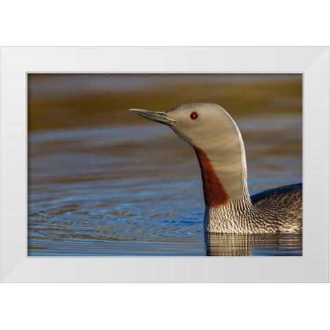 Red-throated Loon Close-up White Modern Wood Framed Art Print by Archer, Ken