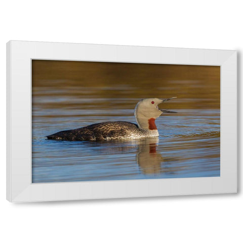 Red-throated Loon Calling White Modern Wood Framed Art Print by Archer, Ken