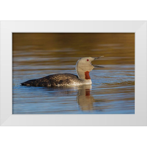 Red-throated Loon Calling White Modern Wood Framed Art Print by Archer, Ken