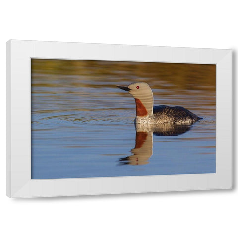 Red-throated Loon White Modern Wood Framed Art Print by Archer, Ken