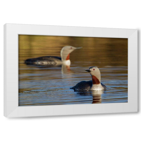 Red-throated Loon Pair White Modern Wood Framed Art Print by Archer, Ken