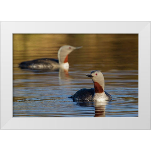 Red-throated Loon Pair White Modern Wood Framed Art Print by Archer, Ken