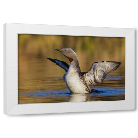 Red-throated Loon White Modern Wood Framed Art Print by Archer, Ken