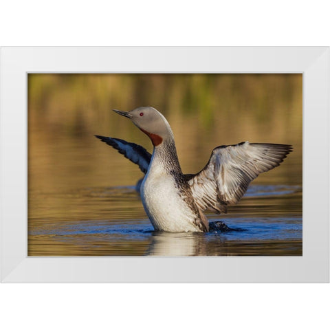Red-throated Loon White Modern Wood Framed Art Print by Archer, Ken