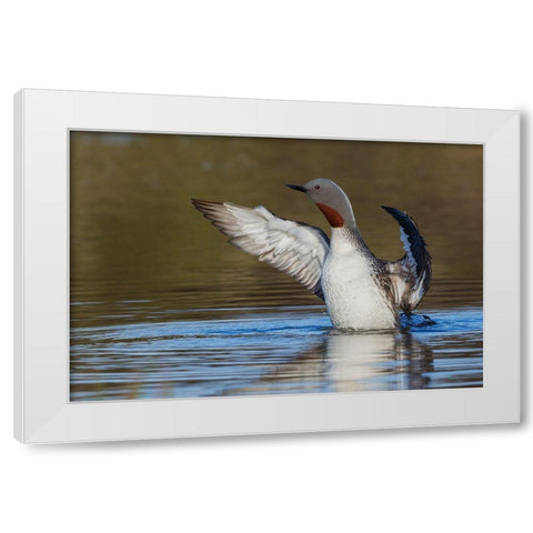Red-throated Loon Drying Wings White Modern Wood Framed Art Print by Archer, Ken