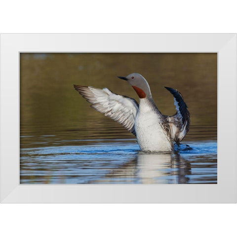 Red-throated Loon Drying Wings White Modern Wood Framed Art Print by Archer, Ken