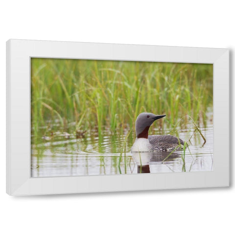 Red-throated Loon-Arctic Wetland White Modern Wood Framed Art Print by Archer, Ken