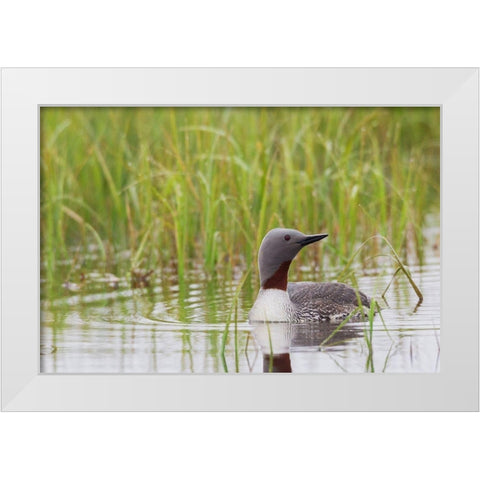 Red-throated Loon-Arctic Wetland White Modern Wood Framed Art Print by Archer, Ken