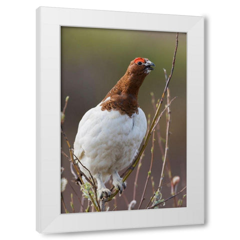 Willow Ptarmigan-Voice of the Arctic Tundra White Modern Wood Framed Art Print by Archer, Ken
