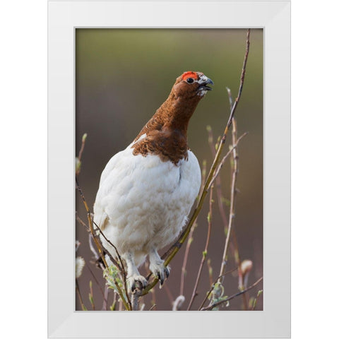 Willow Ptarmigan-Voice of the Arctic Tundra White Modern Wood Framed Art Print by Archer, Ken