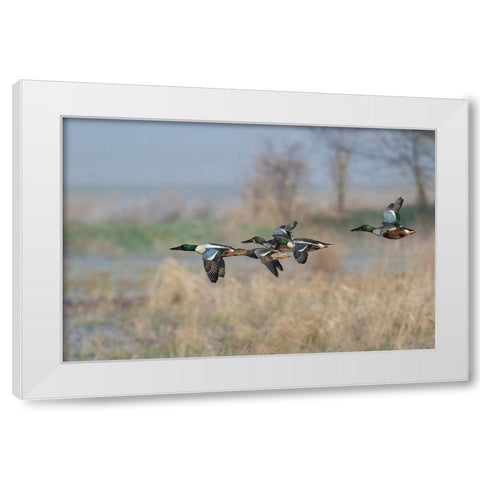 Northern Shoveler-Courtship flight White Modern Wood Framed Art Print by Archer, Ken