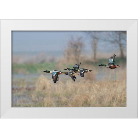 Northern Shoveler-Courtship flight White Modern Wood Framed Art Print by Archer, Ken