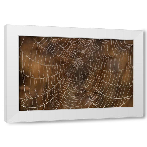 Morning Dew on Orb Spider Web White Modern Wood Framed Art Print by Archer, Ken