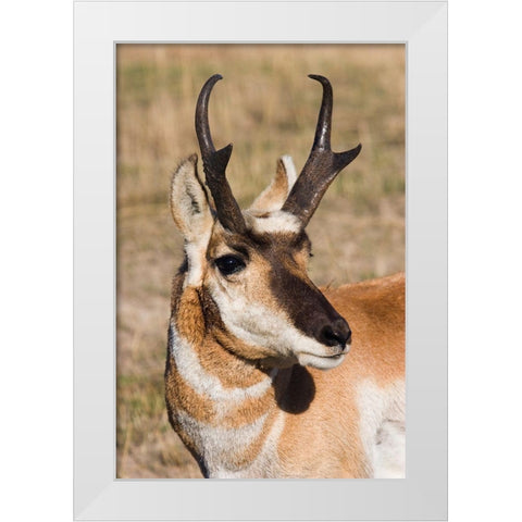 Pronghorn Antelope Buck White Modern Wood Framed Art Print by Archer, Ken