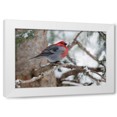 Pine Grosbeak-winter survivor White Modern Wood Framed Art Print by Archer, Ken