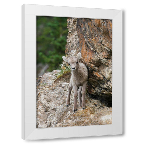 Bighorn Sheep Lamb White Modern Wood Framed Art Print by Archer, Ken
