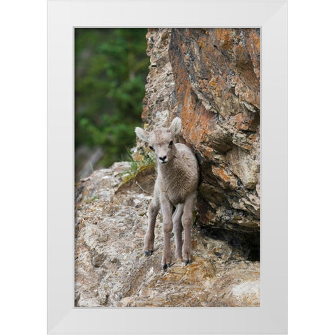 Bighorn Sheep Lamb White Modern Wood Framed Art Print by Archer, Ken