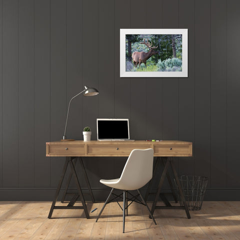 Rocky Mountain Bull Elk-Spring Velvet Antlers White Modern Wood Framed Art Print by Archer, Ken