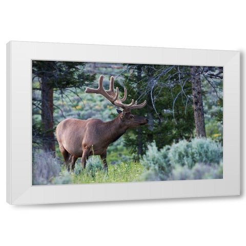 Rocky Mountain Bull Elk-Spring Velvet Antlers White Modern Wood Framed Art Print by Archer, Ken