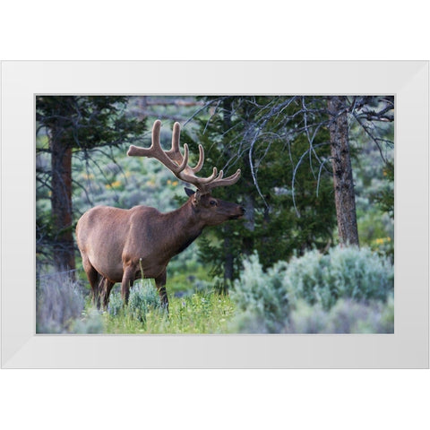 Rocky Mountain Bull Elk-Spring Velvet Antlers White Modern Wood Framed Art Print by Archer, Ken