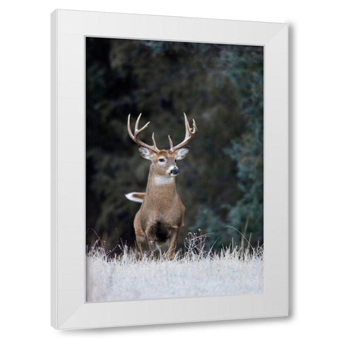White-tailed Deer Buck White Modern Wood Framed Art Print by Archer, Ken