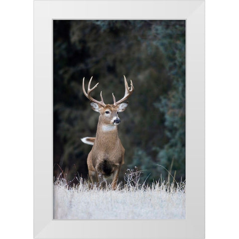 White-tailed Deer Buck White Modern Wood Framed Art Print by Archer, Ken
