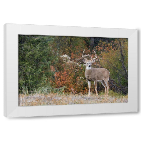White-tailed Deer Buck White Modern Wood Framed Art Print by Archer, Ken